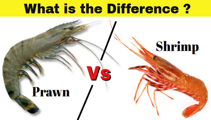 Top 7 Difference Between Prawn and Shrimp - HealthSutra